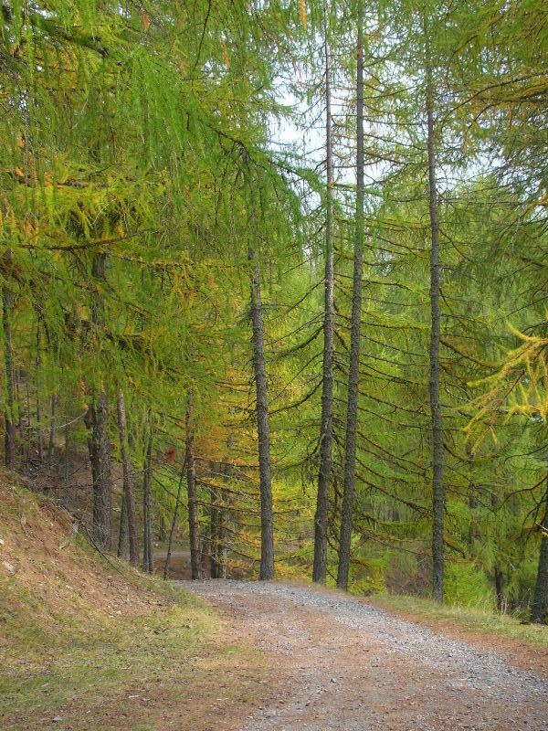 Larix decidua / Larice comune
